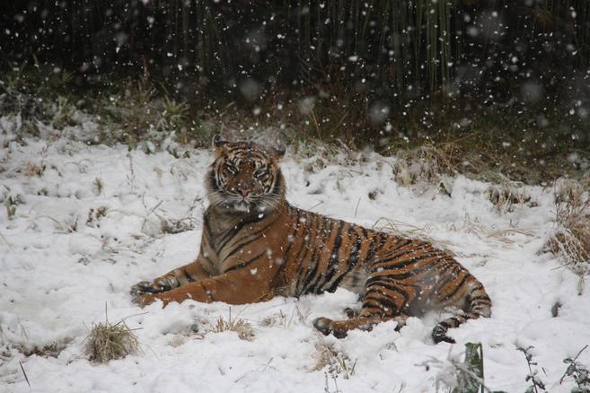 あの雪の日・・・の写真