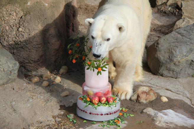 ジャンブイ★おめでとう!!の写真