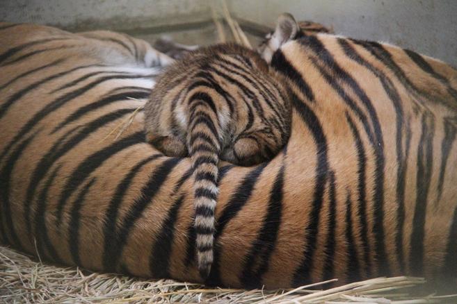 子育て情報-13の写真