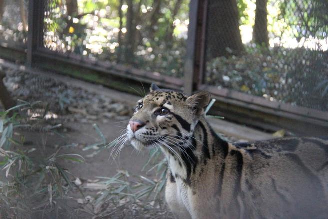 ウンピョウの馴致の写真