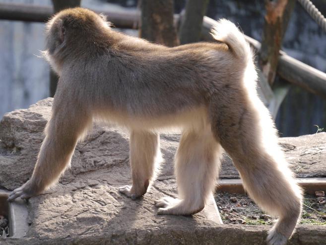 ♡恋の季節♡~オスの場合~の写真