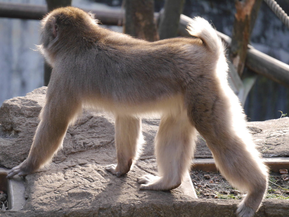 恋の季節 オスの場合 飼育日誌 よこはま動物園ズーラシア公式サイト 公益財団法人 横浜市緑の協会