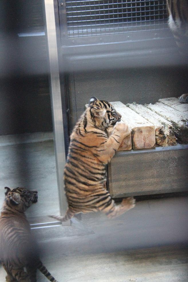 子育て情報-21の写真