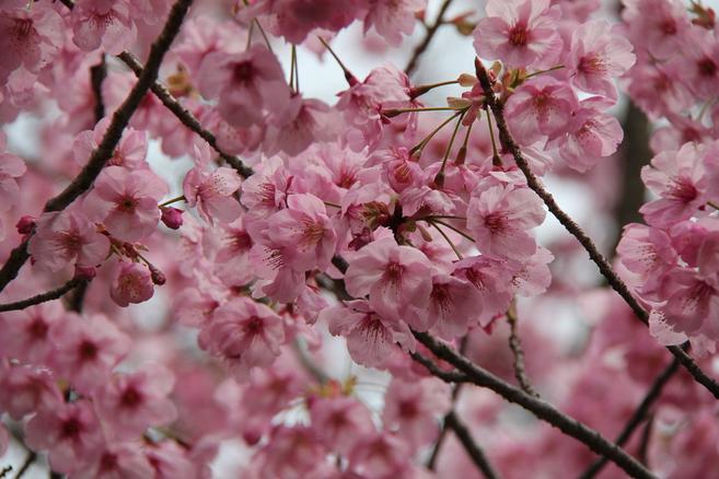 桜情報 この桜 満開です 桜開花 よこはま動物園ズーラシア公式サイト 公益財団法人 横浜市緑の協会