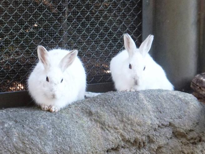 兎式会社・ノウサギ造園の写真