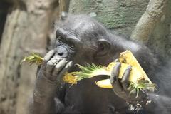 【開催中止】チンパンジーに旬のおやつをプレゼントの画像