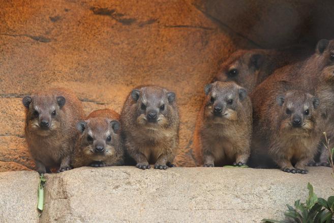 ハイラックスを観察しよう ~ちびラックスの歯に注目!!編~の写真