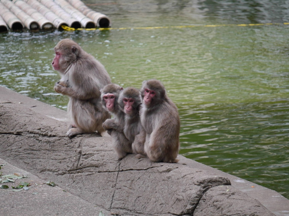 すごいんです ニホンザル 飼育日誌 よこはま動物園ズーラシア公式サイト 公益財団法人 横浜市緑の協会