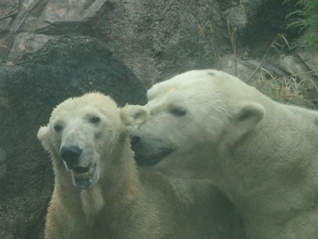 くまが違えば...の写真