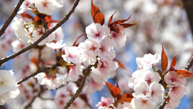 *桜情報* ヤマザクラに注目!!の写真