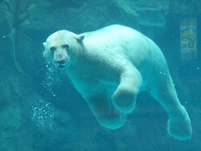 ホッキョクグマと一緒に魚っちんぐの写真