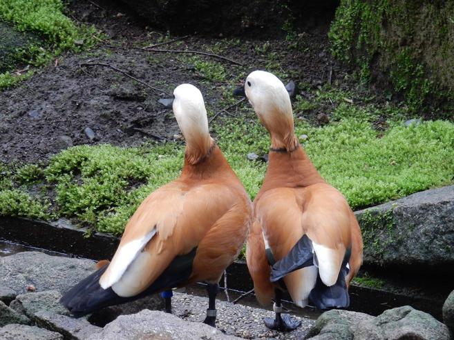 いつでもいっしょの写真