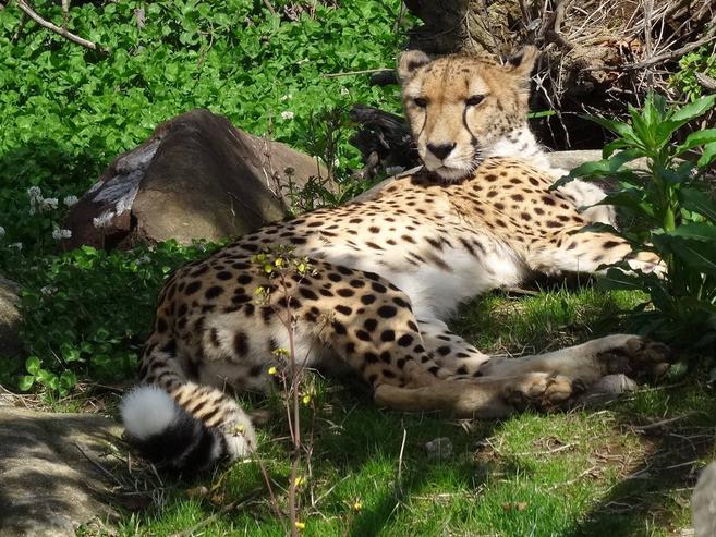 チーターどいて!の写真