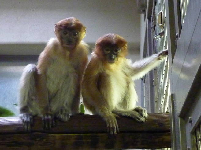 祝☆1歳の写真