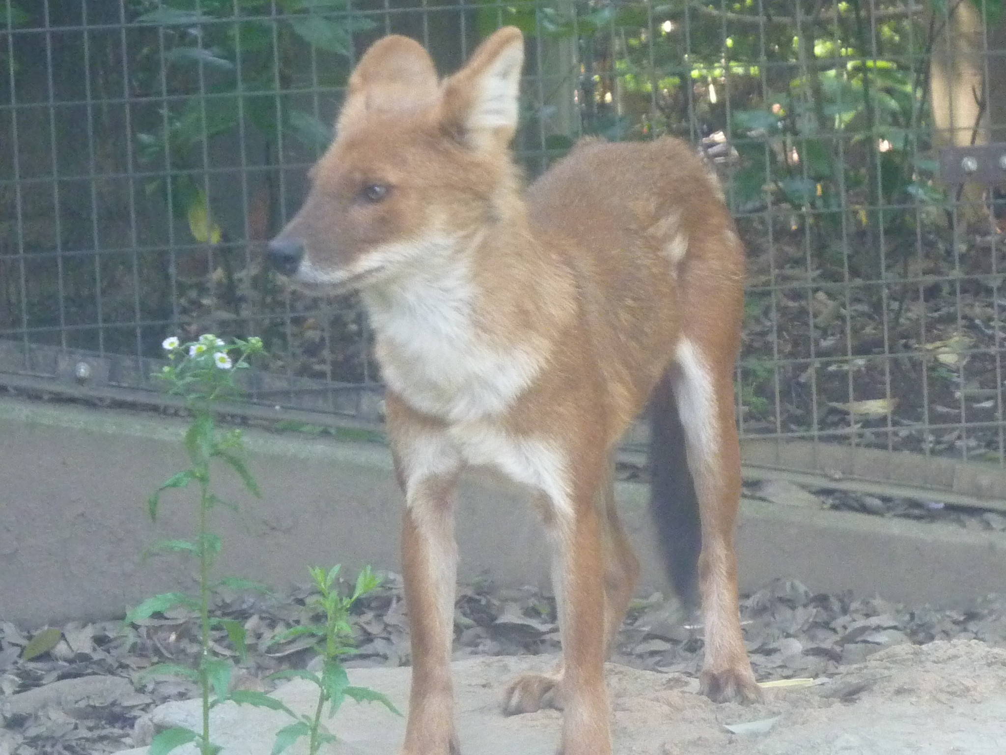 3頭のドール 飼育日誌 よこはま動物園ズーラシア公式サイト 公益財団法人 横浜市緑の協会