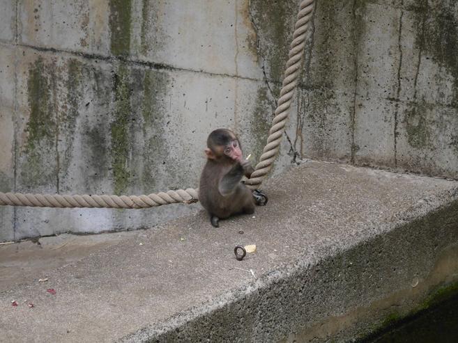 ニホンザルすくすく成長記⑥の写真