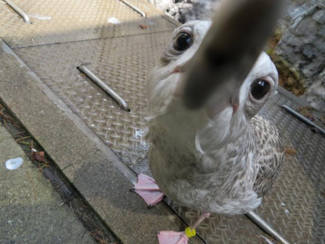 セグロカモメ成長記6の写真