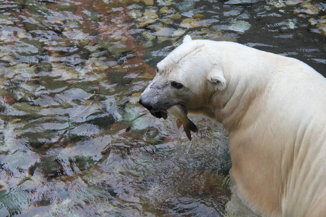 ホッキョクグマと一緒に魚っちんぐの写真