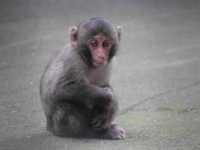 ニホンザルすくすく成長記⑧の写真
