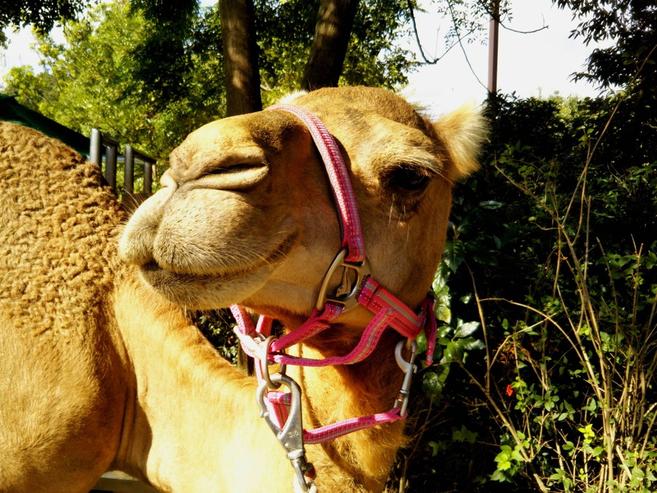ハッピー バースデイ!!の写真