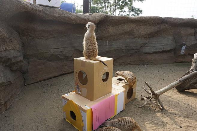 ミーアキャットの秘密基地3の写真