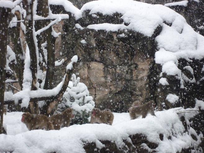 雪の日の過ごし方~ニホンザルの場合~の写真
