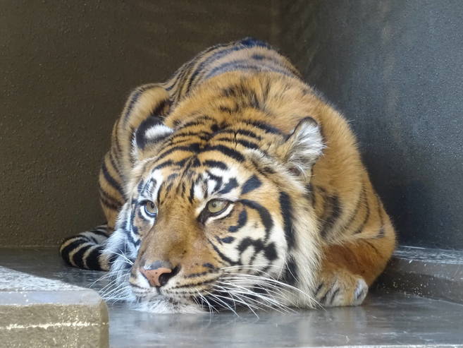 ある日のカリ・・・その1の写真