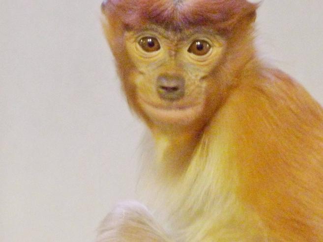 テングザル、エミの誕生日の写真