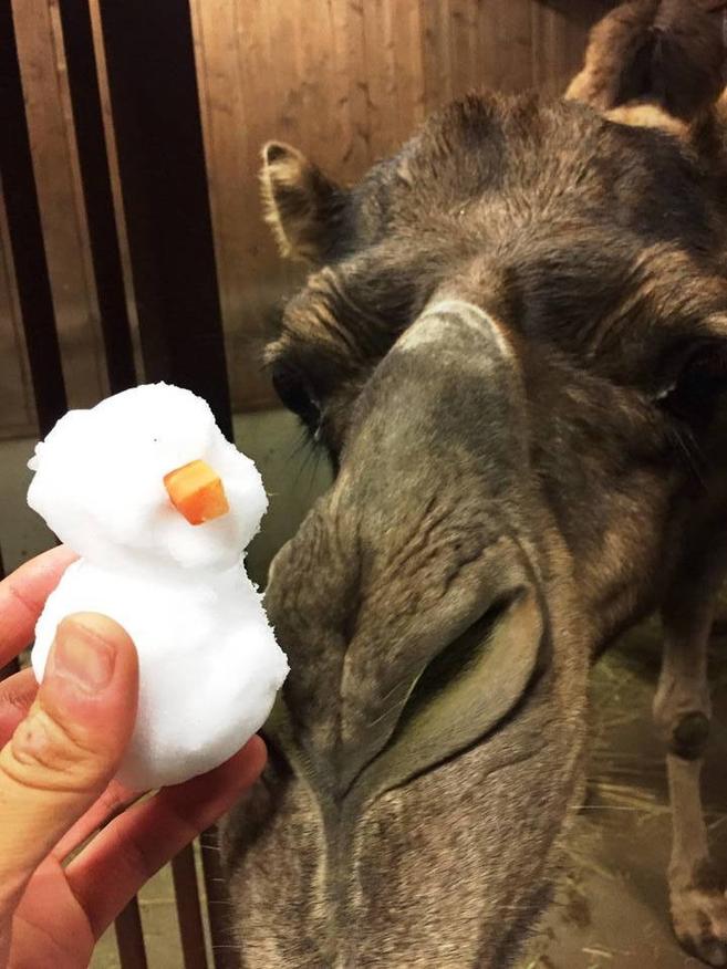 雪らくだの写真