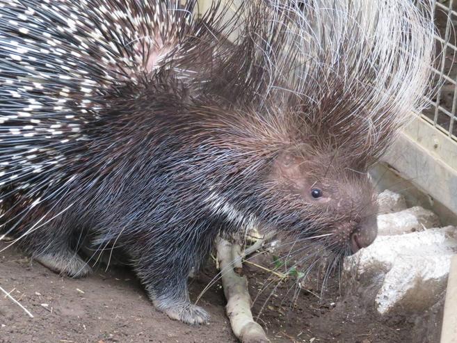 激動のヤマアラシ舎!~ネイロその後~の写真