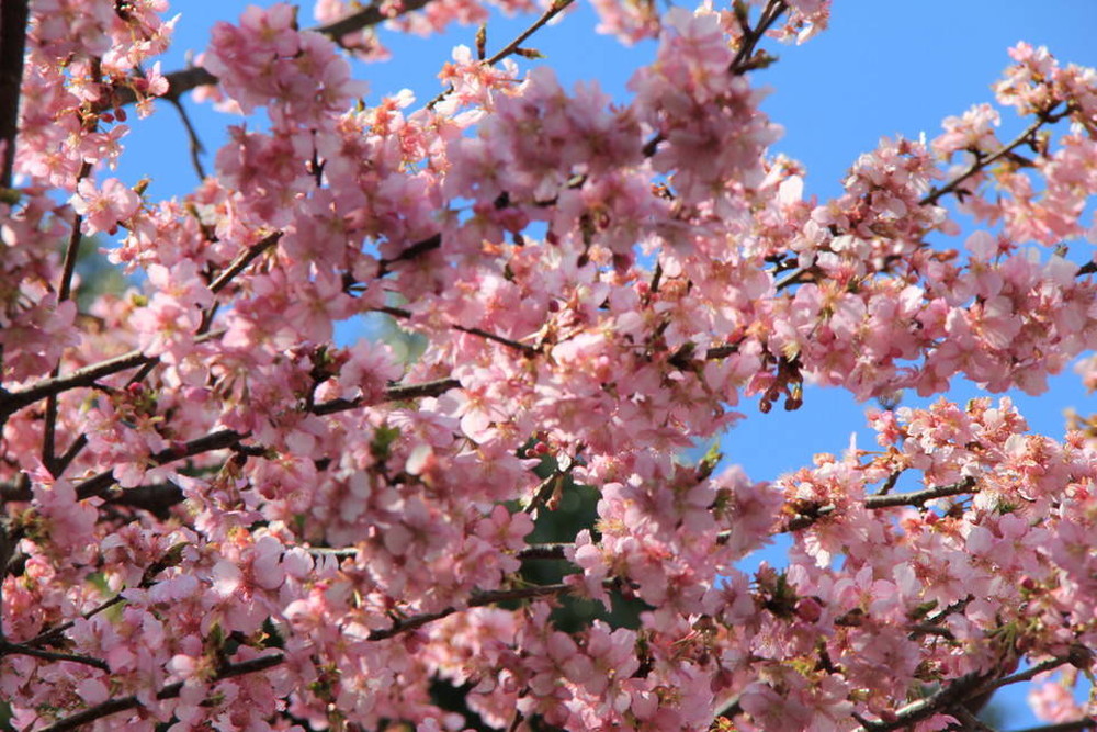 ズーラシアの桜たち 桜開花 よこはま動物園ズーラシア公式サイト 公益財団法人 横浜市緑の協会