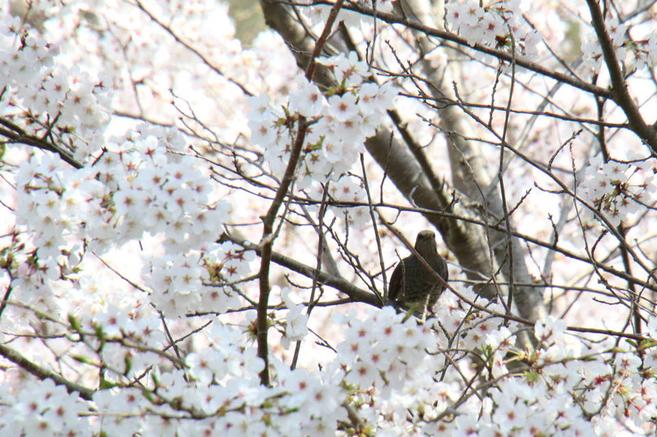 満開 桜開花 よこはま動物園ズーラシア公式サイト 公益財団法人 横浜市緑の協会