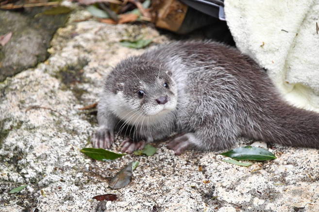 ユーラシアカワウソの「くねこ」公開予定日の写真
