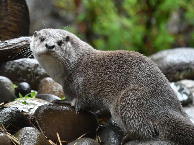 世界カワウソの日特別イベントの写真