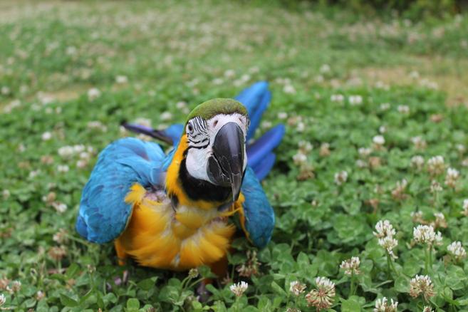 オウム・インコの日イベントやるよ~!!の写真