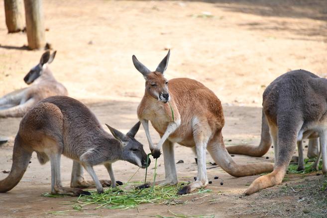 ズーラシアのアカカンガルーたち!①の写真
