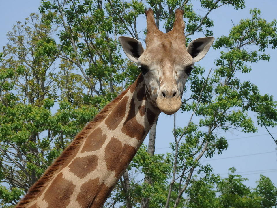 世界キリンの日 アフリカのサバンナ ズーラシア よこはま動物園ズーラシア公式サイト 公益財団法人 横浜市緑の協会