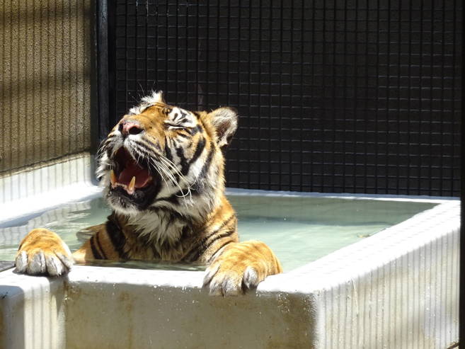 デルの入水・・・①の写真
