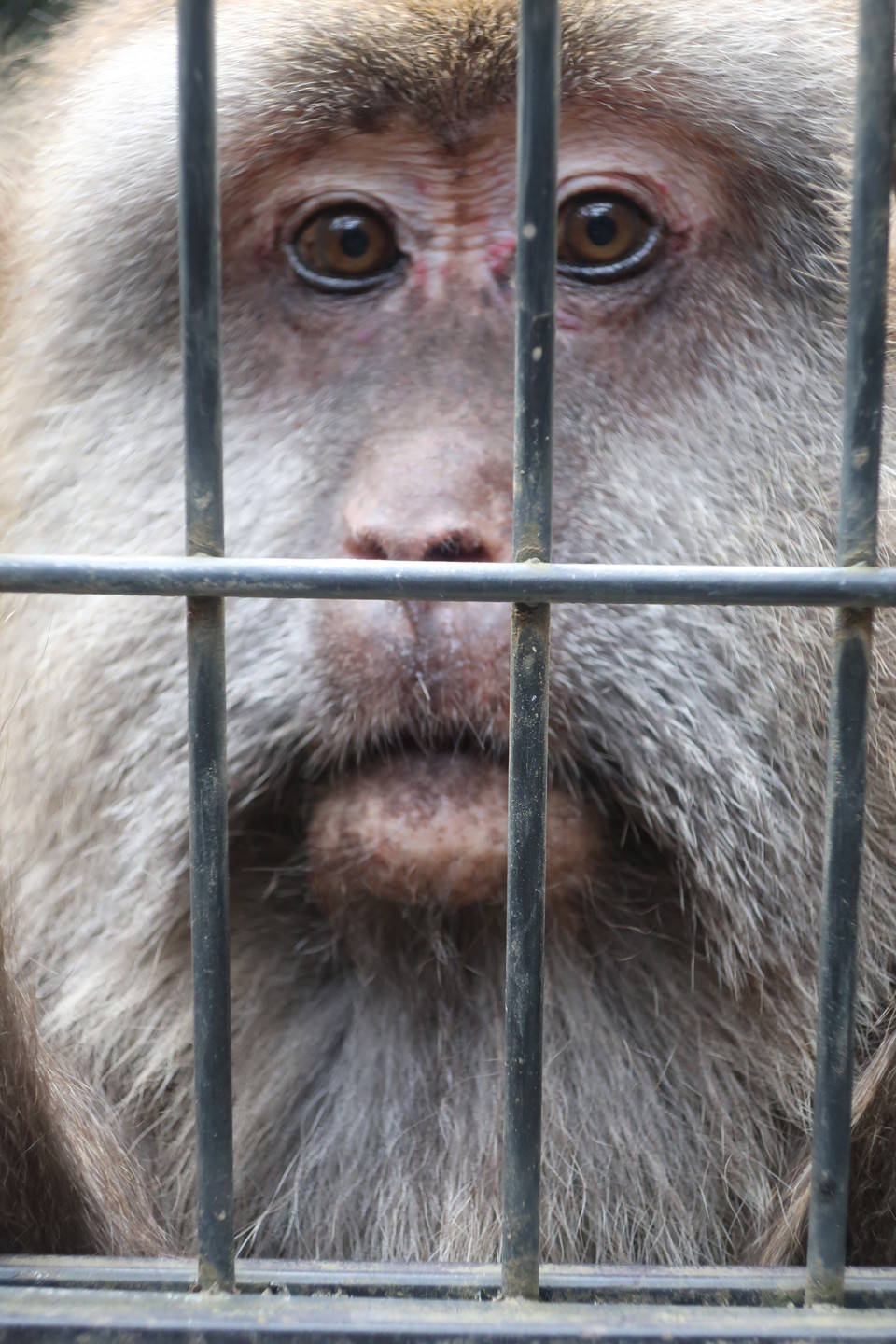 チベットモンキーの夏 飼育日誌 よこはま動物園ズーラシア公式サイト 公益財団法人 横浜市緑の協会