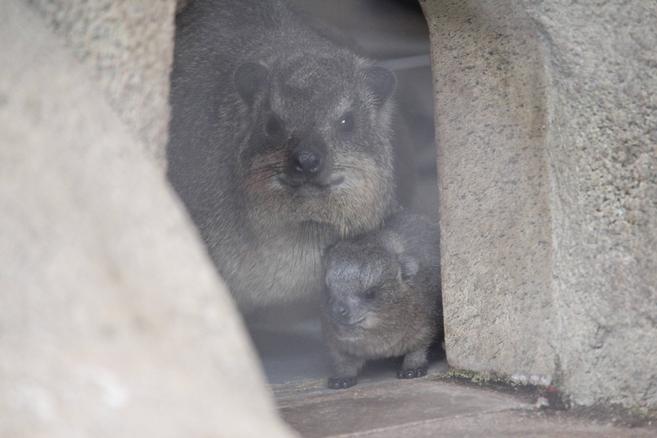 テテとリーラ無事出産しました!の写真