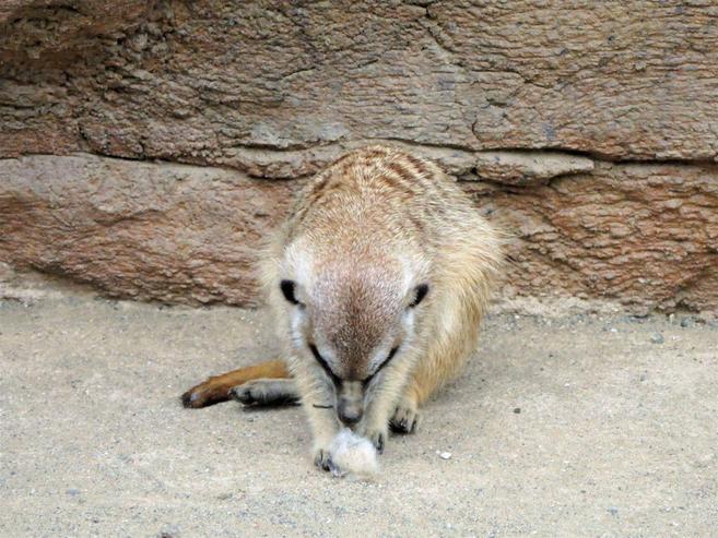 ミーアと羊毛の写真