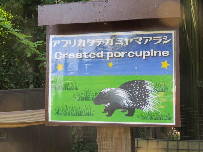 ナイトズーラシア・デビューの写真