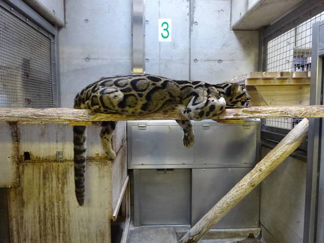 ウンピョウの休息姿(タヤの場合)の写真