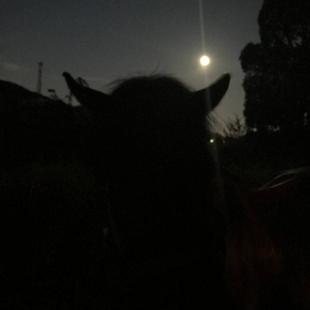 暗い夜道は・・・