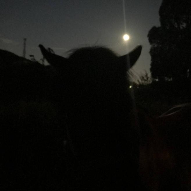 暗い夜道は・・・の写真