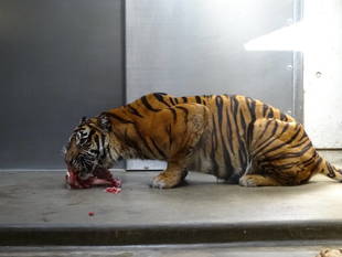 食べ方にも個性が・・・(デル)