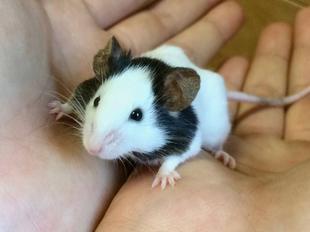 パンダマウスの体重は?