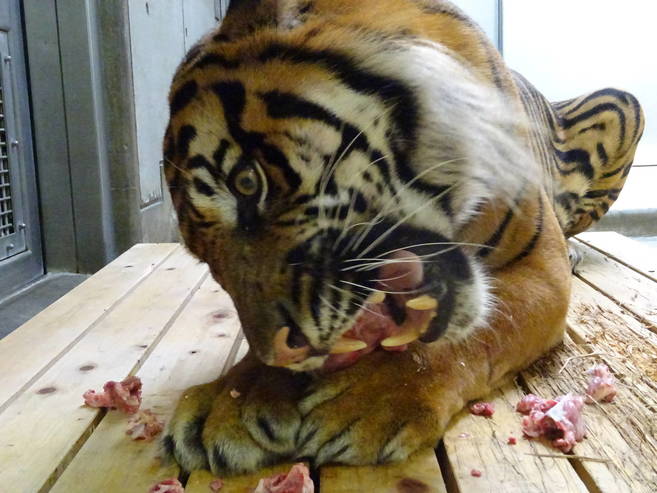 食べ方にも個性が・・・(ガンター)の写真