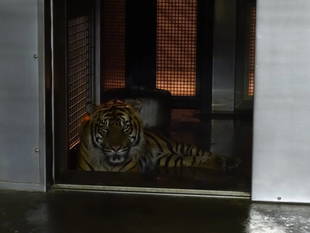 先月のガンターの様子