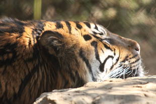 犬歯は見えるのか???